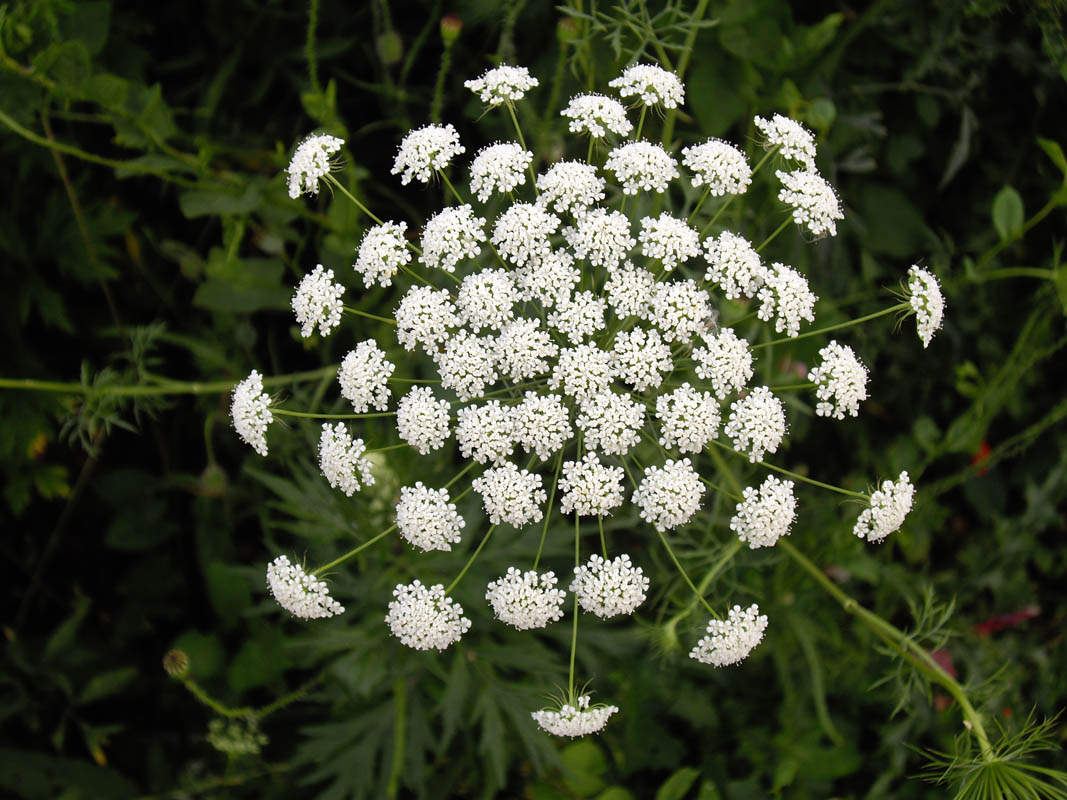 Ammi majus